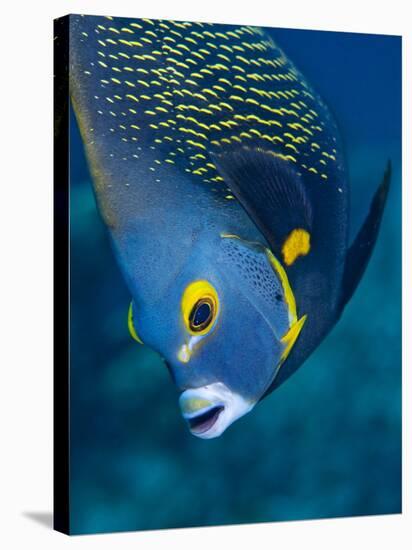 French Angelfish, Bonaire-Paul Souders-Stretched Canvas