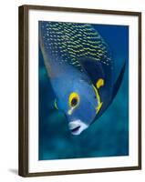 French Angelfish, Bonaire-Paul Souders-Framed Photographic Print