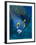 French Angelfish, Bonaire-Paul Souders-Framed Photographic Print