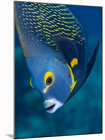 French Angelfish, Bonaire-Paul Souders-Mounted Photographic Print