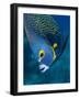 French Angelfish, Bonaire-Paul Souders-Framed Photographic Print