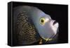 French Angelfish Close-Up-Hal Beral-Framed Stretched Canvas