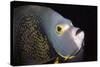French Angelfish Close-Up-Hal Beral-Stretched Canvas