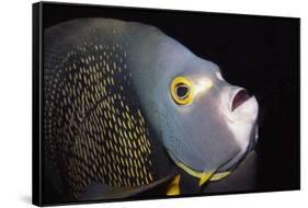 French Angelfish Close-Up-Hal Beral-Framed Stretched Canvas