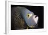 French Angelfish Close-Up-Hal Beral-Framed Photographic Print