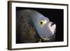 French Angelfish Close-Up-Hal Beral-Framed Photographic Print