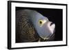 French Angelfish Close-Up-Hal Beral-Framed Photographic Print