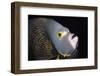French Angelfish Close-Up-Hal Beral-Framed Photographic Print