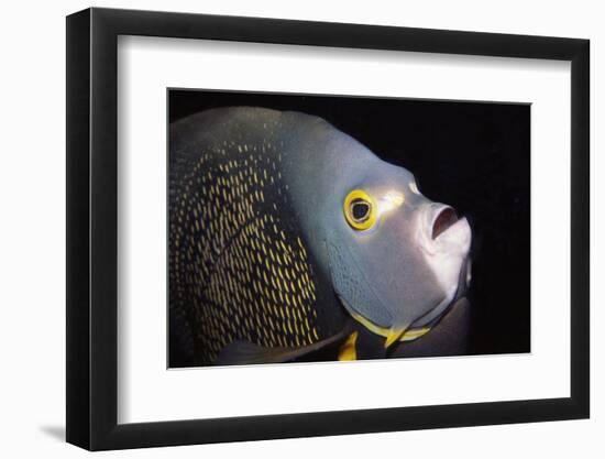 French Angelfish Close-Up-Hal Beral-Framed Photographic Print