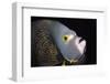 French Angelfish Close-Up-Hal Beral-Framed Photographic Print