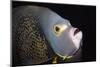 French Angelfish Close-Up-Hal Beral-Mounted Photographic Print