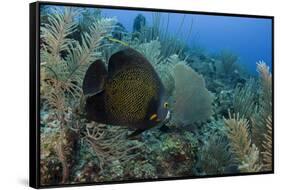 French Angelfish, Hol Chan Marine Reserve, Ambergris Caye, Belize-Pete Oxford-Framed Stretched Canvas