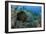 French Angelfish, Hol Chan Marine Reserve, Ambergris Caye, Belize-Pete Oxford-Framed Photographic Print