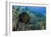 French Angelfish, Hol Chan Marine Reserve, Ambergris Caye, Belize-Pete Oxford-Framed Photographic Print