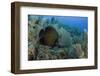 French Angelfish, Hol Chan Marine Reserve, Ambergris Caye, Belize-Pete Oxford-Framed Photographic Print