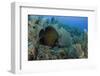 French Angelfish, Hol Chan Marine Reserve, Ambergris Caye, Belize-Pete Oxford-Framed Photographic Print