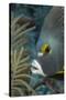 French Angelfish (Pomacanthus Paru).-Stephen Frink-Stretched Canvas