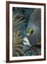 French Angelfish (Pomacanthus Paru).-Stephen Frink-Framed Photographic Print