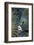 French Angelfish (Pomacanthus Paru).-Stephen Frink-Framed Photographic Print