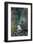 French Angelfish (Pomacanthus Paru).-Stephen Frink-Framed Photographic Print