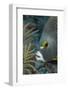 French Angelfish (Pomacanthus Paru).-Stephen Frink-Framed Photographic Print