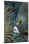 French Angelfish (Pomacanthus Paru).-Stephen Frink-Mounted Photographic Print