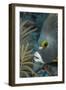 French Angelfish (Pomacanthus Paru).-Stephen Frink-Framed Photographic Print