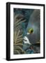 French Angelfish (Pomacanthus Paru).-Stephen Frink-Framed Photographic Print