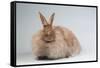 French Angora Rabbit Breed (Chocolate Color)-Lynn M^ Stone-Framed Stretched Canvas