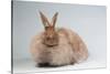 French Angora Rabbit Breed (Chocolate Color)-Lynn M^ Stone-Stretched Canvas