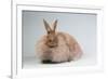 French Angora Rabbit Breed (Chocolate Color)-Lynn M^ Stone-Framed Photographic Print