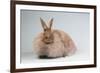 French Angora Rabbit Breed (Chocolate Color)-Lynn M^ Stone-Framed Photographic Print