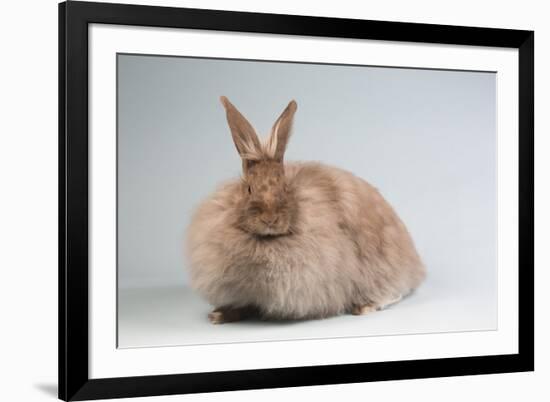 French Angora Rabbit Breed (Chocolate Color)-Lynn M^ Stone-Framed Photographic Print