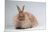 French Angora Rabbit Breed (Chocolate Color)-Lynn M^ Stone-Mounted Photographic Print
