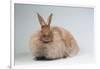 French Angora Rabbit Breed (Chocolate Color)-Lynn M^ Stone-Framed Photographic Print