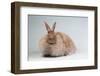 French Angora Rabbit Breed (Chocolate Color)-Lynn M^ Stone-Framed Photographic Print