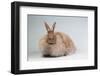 French Angora Rabbit Breed (Chocolate Color)-Lynn M^ Stone-Framed Photographic Print