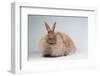 French Angora Rabbit Breed (Chocolate Color)-Lynn M^ Stone-Framed Photographic Print