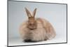 French Angora Rabbit Breed (Chocolate Color)-Lynn M^ Stone-Mounted Photographic Print