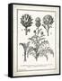 French Artichokes-Gwendolyn Babbitt-Framed Stretched Canvas