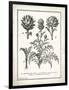 French Artichokes-Gwendolyn Babbitt-Framed Art Print