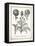 French Artichokes-Gwendolyn Babbitt-Framed Stretched Canvas