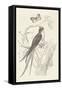 French Bird Etching-Wild Apple Portfolio-Framed Stretched Canvas