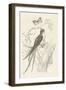 French Bird Etching-Wild Apple Portfolio-Framed Art Print