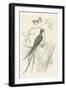 French Bird Etching-Wild Apple Portfolio-Framed Art Print