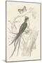 French Bird Etching-Wild Apple Portfolio-Mounted Art Print