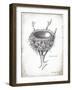 French Bird Nest II-Gwendolyn Babbitt-Framed Art Print