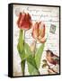 French Botanical II-Gwendolyn Babbitt-Framed Stretched Canvas