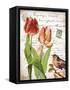 French Botanical II-Gwendolyn Babbitt-Framed Stretched Canvas