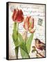 French Botanical II-Gwendolyn Babbitt-Framed Stretched Canvas